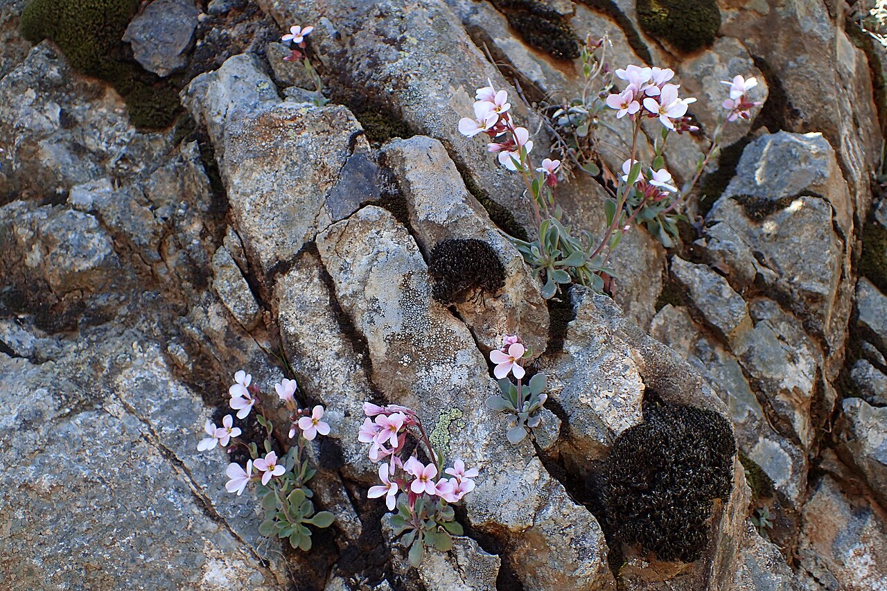 Arabis purpurea: Arabis purpurea near Caledonia Waterfall, Cyprus