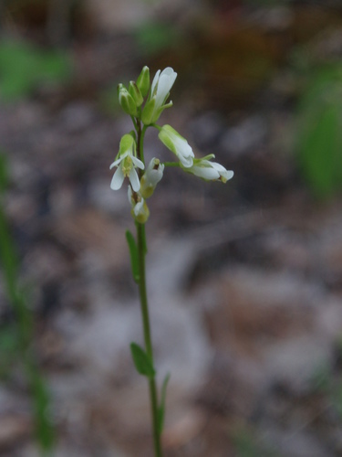 Arabis pycnocarpa (Arabis pycnocarpa)