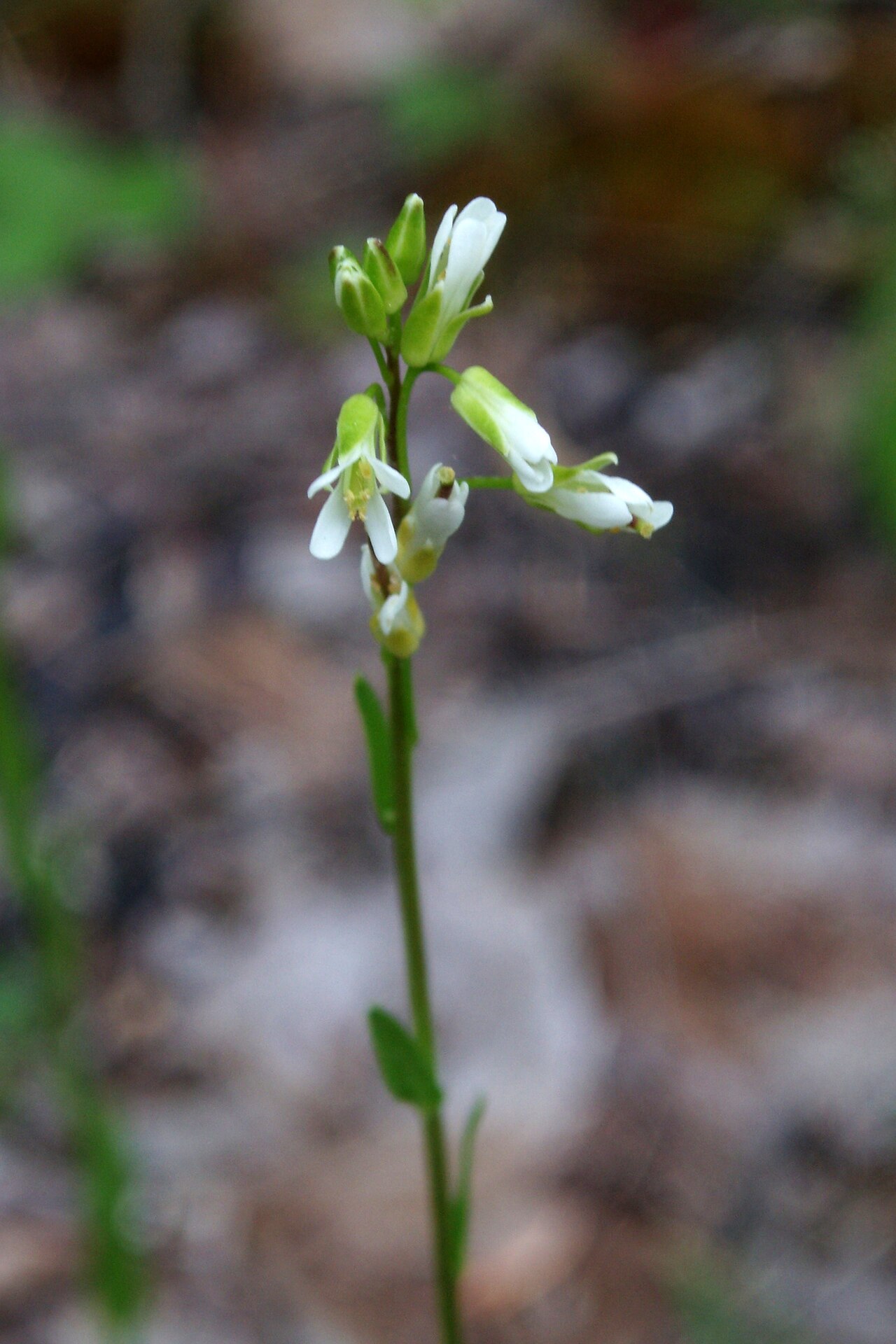 Arabis pycnocarpa: Arabis pycnocarpa var. adpressipilis - Hairy Rockcress - Summit Metro Parks, Ohio, US
