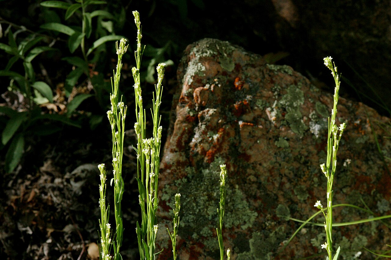 Arabis pycnocarpa: Arabis pycnocarpa , near Morrow Point Dam on the north side of the Gunnison River, 38.455 -107.545, Montrose County, Colorado, 13 Jun 2008.