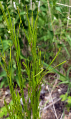 Arabis pycnocarpa (Arabis pycnocarpa)