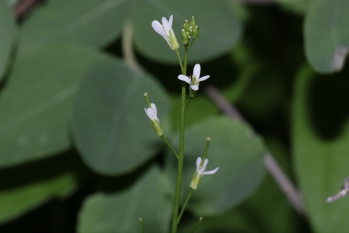 Arabis pycnocarpa (Arabis pycnocarpa)