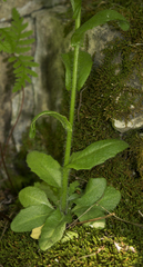 Arabis pycnocarpa (Arabis pycnocarpa)