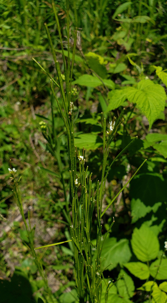 Arabis pycnocarpa (Arabis pycnocarpa)