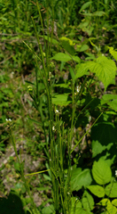 Arabis pycnocarpa (Arabis pycnocarpa)