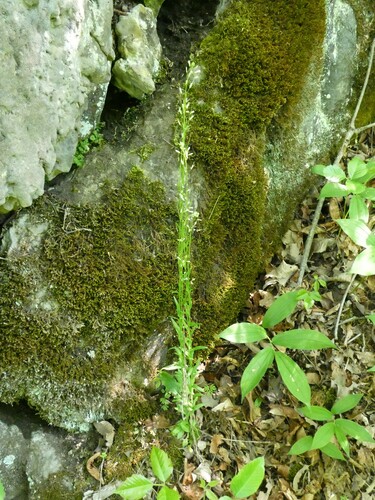 Arabis pycnocarpa (Arabis pycnocarpa)