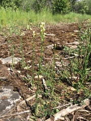 Arabis pycnocarpa (Arabis pycnocarpa)