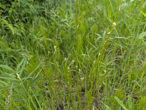 Arabis pycnocarpa (Arabis pycnocarpa)
