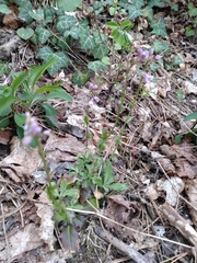 Arabis rosea (Arabis rosea)