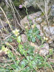 Arabis rosea (Arabis rosea)