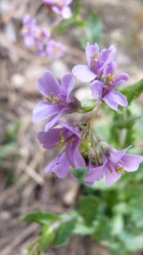 Arabis rosea (Arabis rosea)