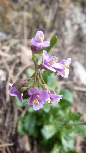 Arabis rosea (Arabis rosea)