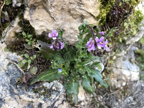 Arabis rosea (Arabis rosea)