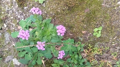 Arabis rosea (Arabis rosea)
