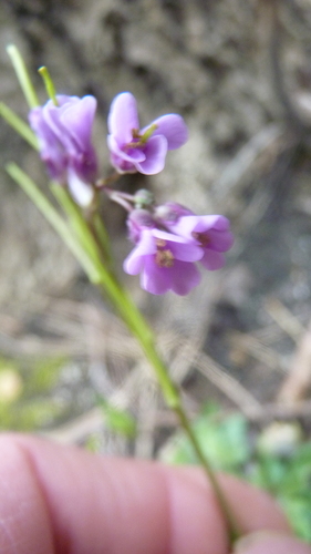 Arabis rosea (Arabis rosea)