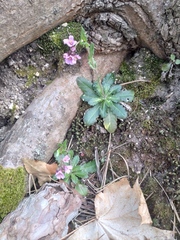 Arabis rosea (Arabis rosea)