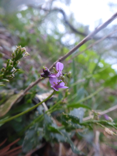 Arabis rosea (Arabis rosea)