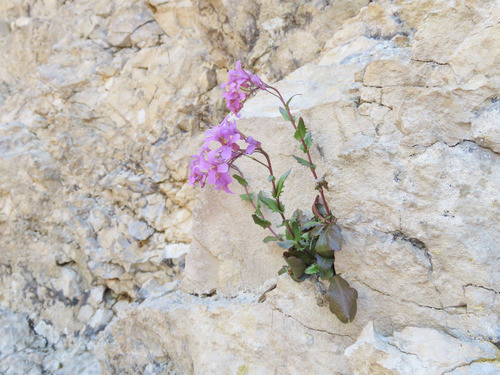 Arabis rosea (Arabis rosea)
