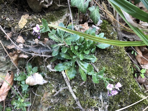 Arabis rosea (Arabis rosea)