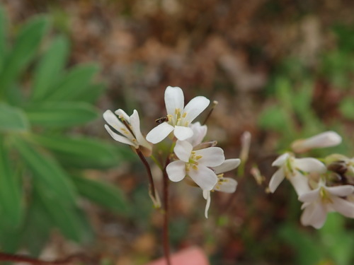 Arabis sadina (Arabis sadina)