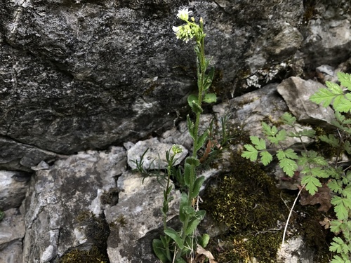 Arabis sagittata (Arabis sagittata)