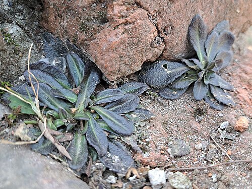 Arabis sagittata: Arabis sagittata — Field observation from Wageningen - Binnenstad, Netherlands. Habitat: unknown. Collected by User 428191 (2025-03-21). Recorded in GBIF occurr