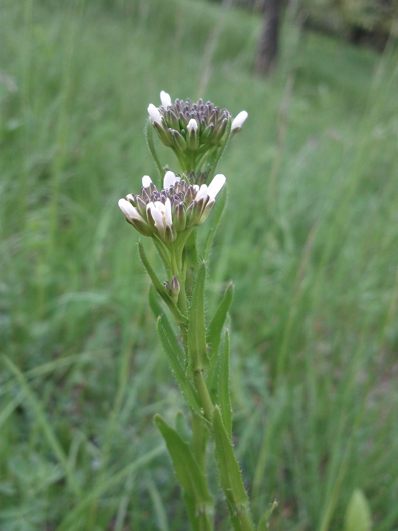 Arabis sagittata: Florescences Taxon: Arabis sagittata (sensu Fischer et al. EfÖLS 2008 ISBN 978-3-85474-187-9 ) Location: at border of Rohrwald, borough of Niederhollabrunn, dis