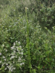 Arabis sagittata (Arabis sagittata)