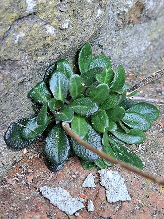 Arabis sagittata: Arabis sagittata — Field observation from Wageningen - Binnenstad, Netherlands. Habitat: unknown. Collected by User 428191 (2025-03-21). Recorded in GBIF occurr