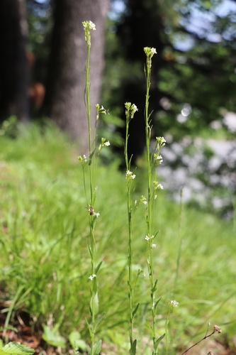 Arabis sagittata (Arabis sagittata)