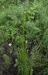 Arabis sagittata (Arabis sagittata)