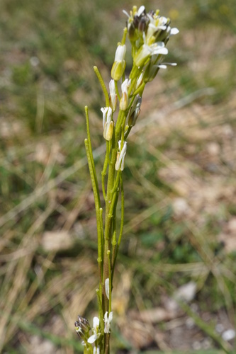 Arabis sagittata (Arabis sagittata)