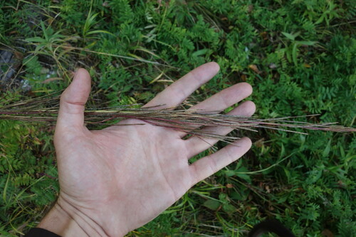 Arabis sagittata (Arabis sagittata)
