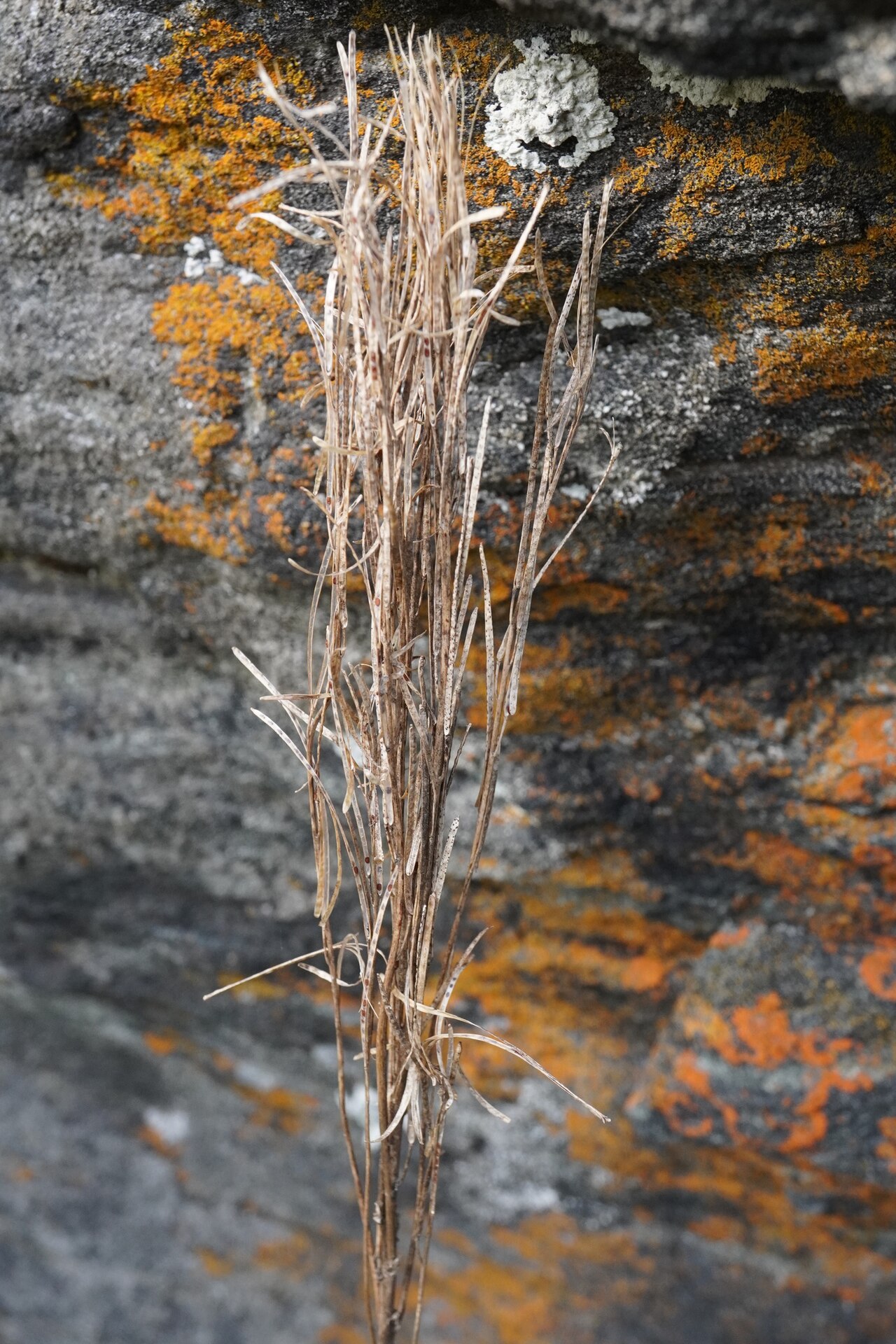 Arabis sagittata: Arabis sagittata — Field observation from Wotansfelsen, Gföhl, NÖ, Österreich, Austria. Collected by Patrick Hacker (2026-04-27). Recorded in GBIF occurrence 62