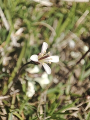 Bristol rock cress (Arabis scabra)