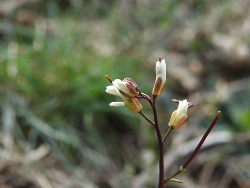 Bristol rock cress (Arabis scabra)