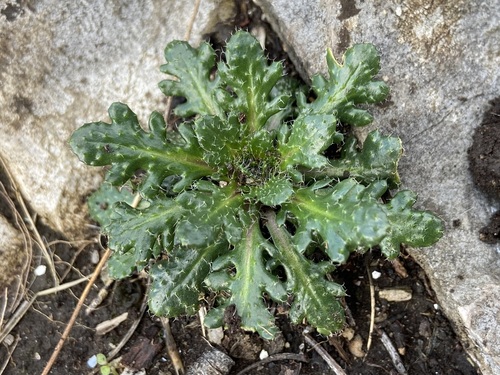 Bristol rock cress (Arabis scabra)