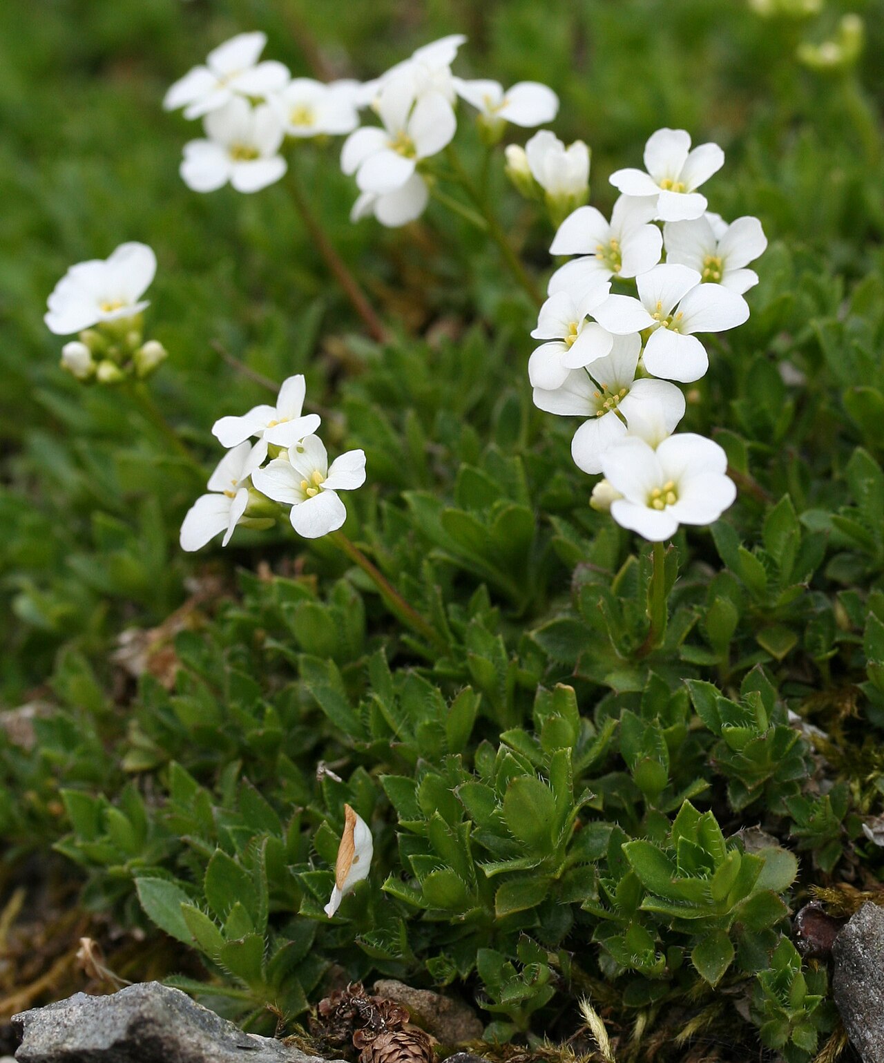 Arabis scopoliana: Arabis scopoliana im Botanischen Garten Dresden