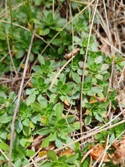 Arabis scopoliana (Arabis scopoliana)