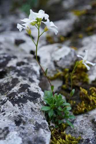 Arabis scopoliana (Arabis scopoliana)