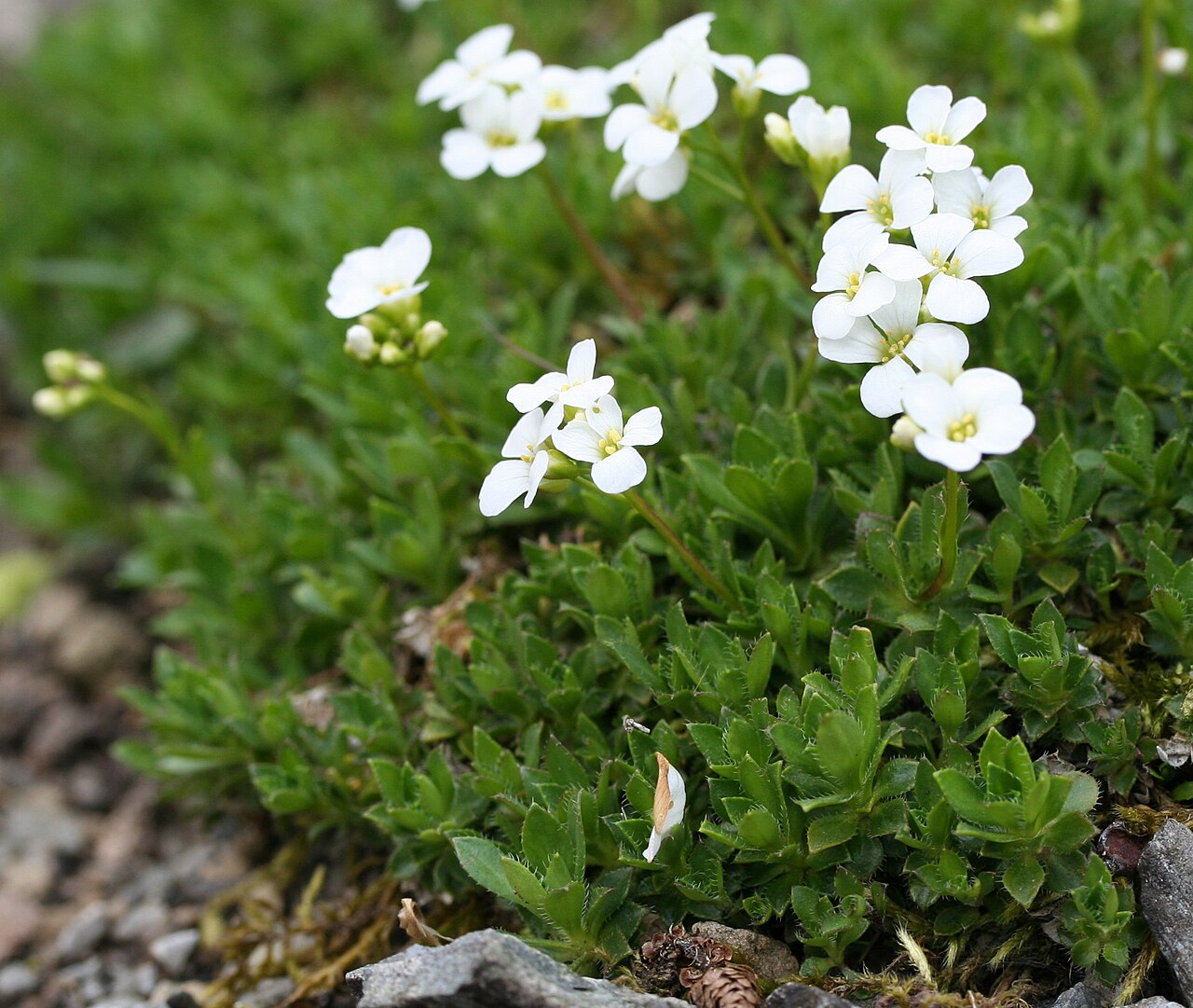 Arabis scopoliana: Arabis scopoliana im Botanischen Garten Dresden