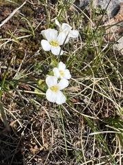 Arabis scopoliana (Arabis scopoliana)