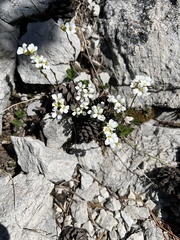 Arabis scopoliana (Arabis scopoliana)