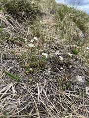 Arabis scopoliana (Arabis scopoliana)