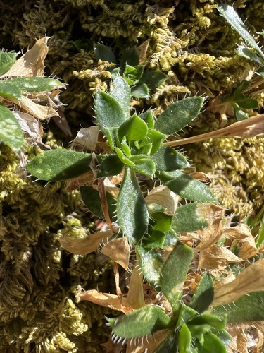Arabis scopoliana (Arabis scopoliana)