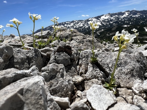Arabis scopoliana (Arabis scopoliana)