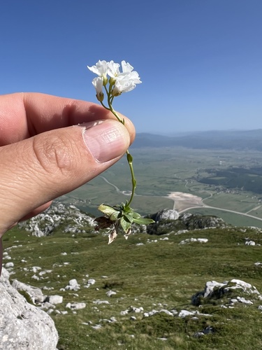 Arabis scopoliana (Arabis scopoliana)