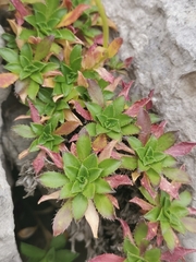 Arabis scopoliana (Arabis scopoliana)