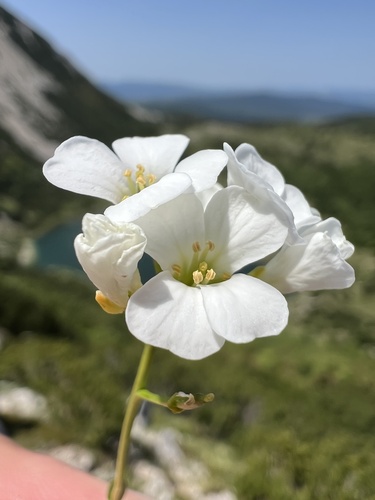 Arabis scopoliana (Arabis scopoliana)