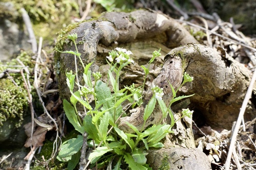 Arabis serrata (Arabis serrata)
